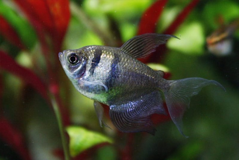 Peixe Tetra em um aquário