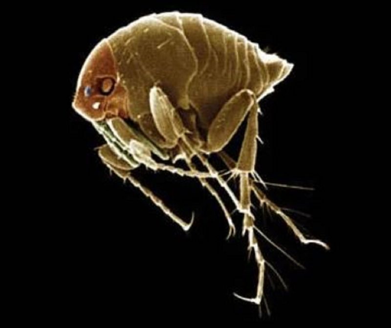 Imagem de microscópio do parasita Tunga Penetrans, que causa o bicho-de-pé