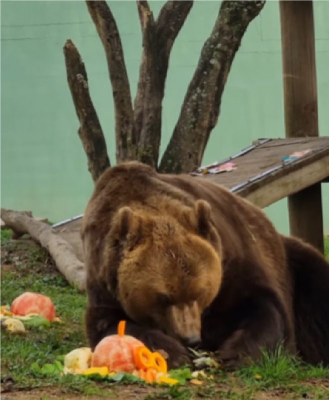 Urso comendo seu bolo de frutas em zoológico de Pomerode 