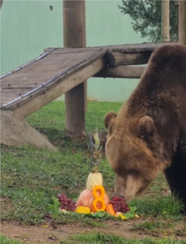 Urso cheirando seu bolo de frutas no Zoo Pomerode 