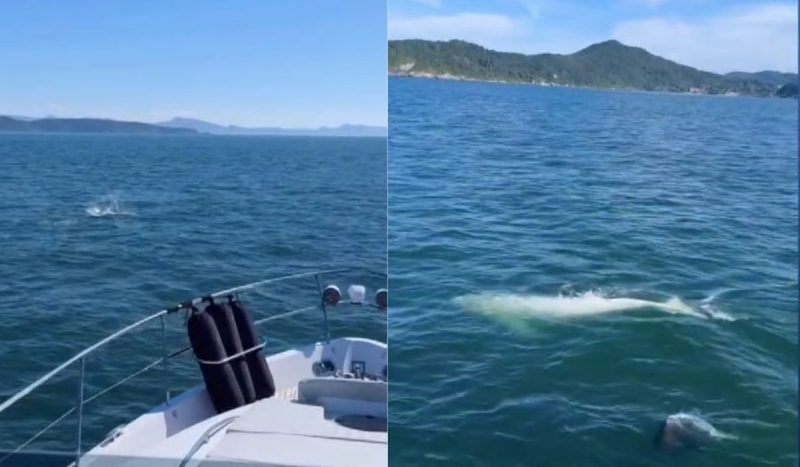 Vídeo mostra um barco perseguindo baleias em SC