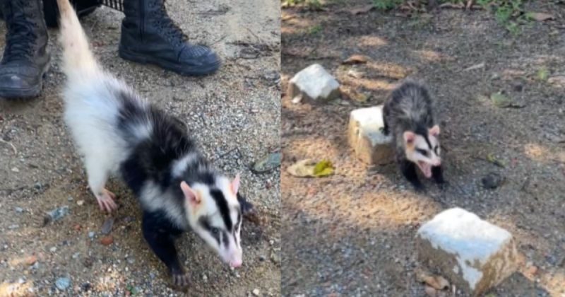 Raríssimo, gambá semialbino é resgatado em Santa Catarina