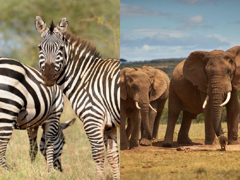 Montagem mostrando as espécies que, segundo o governo na Namíbia, animais serão abatidos. A esquerda duas Zebras e a Direta, dois elefantes