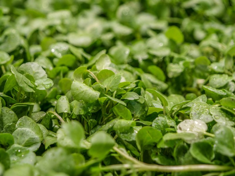 Agrião ainda plantado na terra