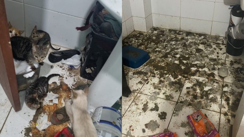 Animais em maus-tratos - gatos em meio a fezes e urina 