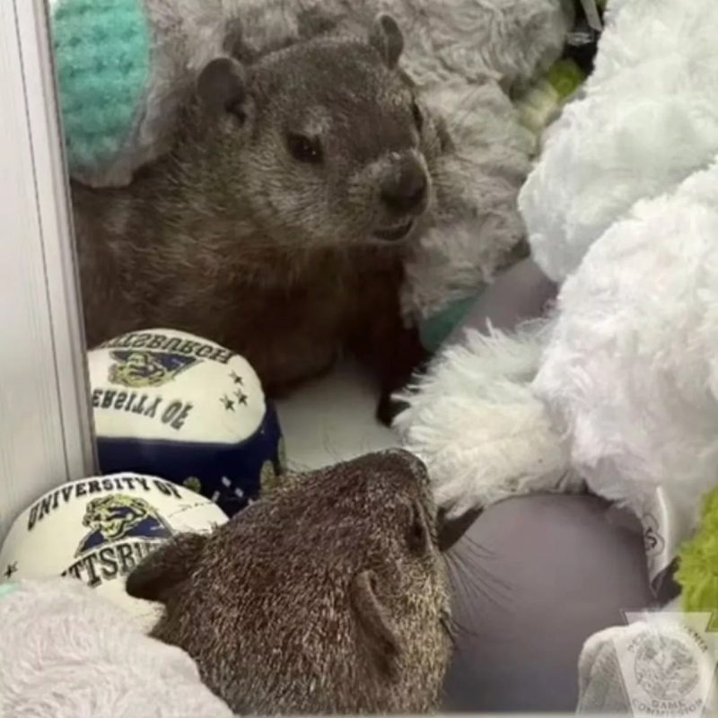 Marmota dentro de máquina de pelúcias 