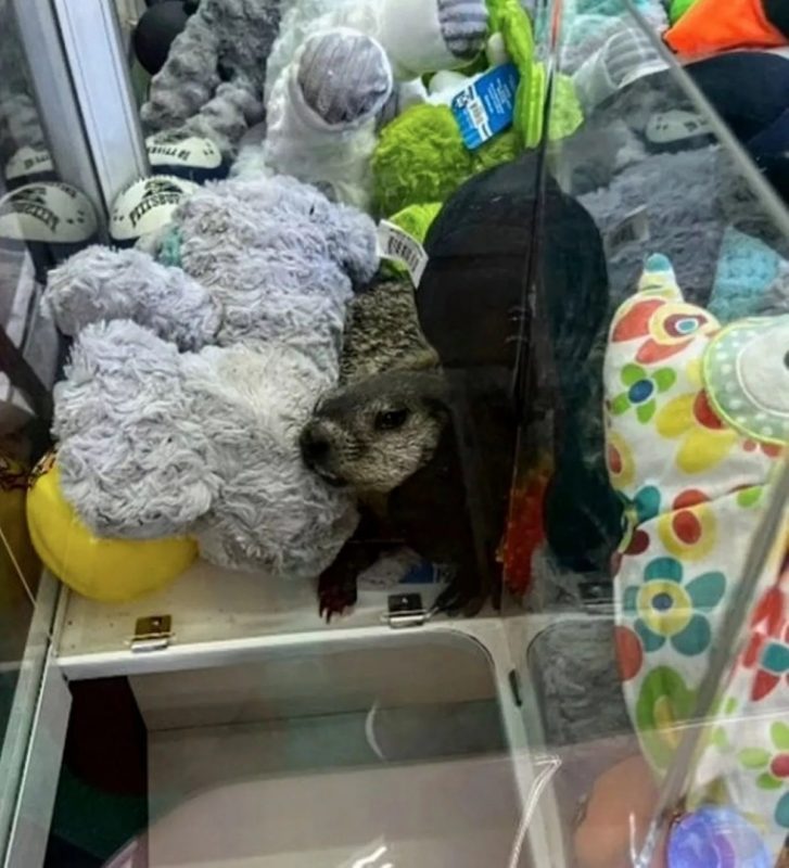 Marmota dentro de máquina de pelúcias 