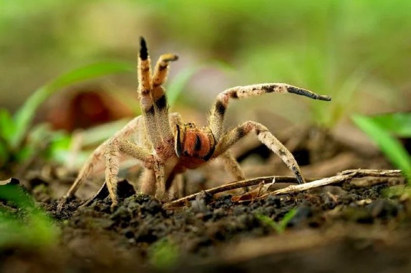 Aranha-armadeira é considerada uma das mais perigosas do mundo devido à sua natureza defensiva e venenosa