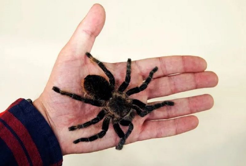 Aranha-caranguejeira em comparação a uma mão humana