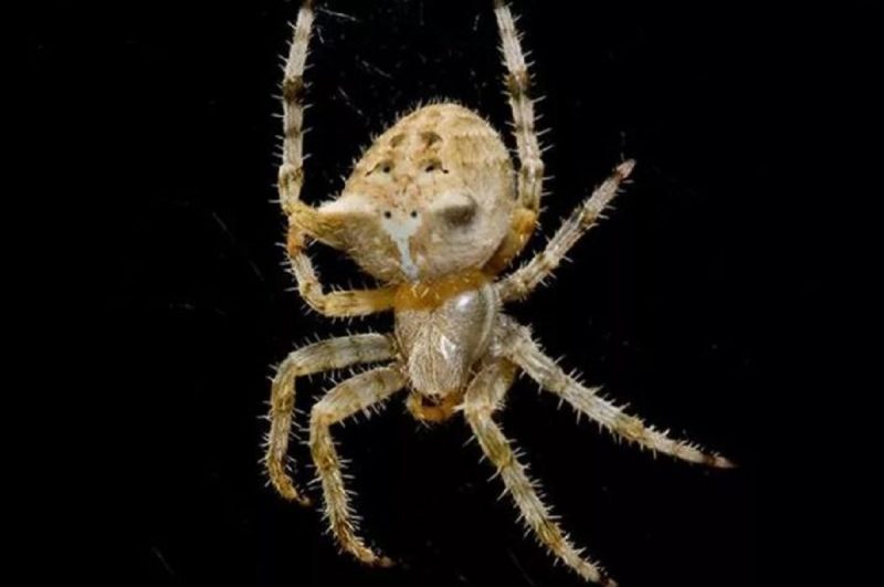 Aranha-joia ou aranha-cara-de-gato não é considerada perigosa para os humanos