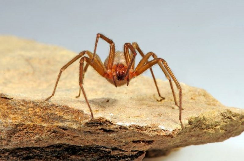 A aranha-marrom ocorre em todo o Brasil, sendo mais frequente nas regiões sul e sudeste