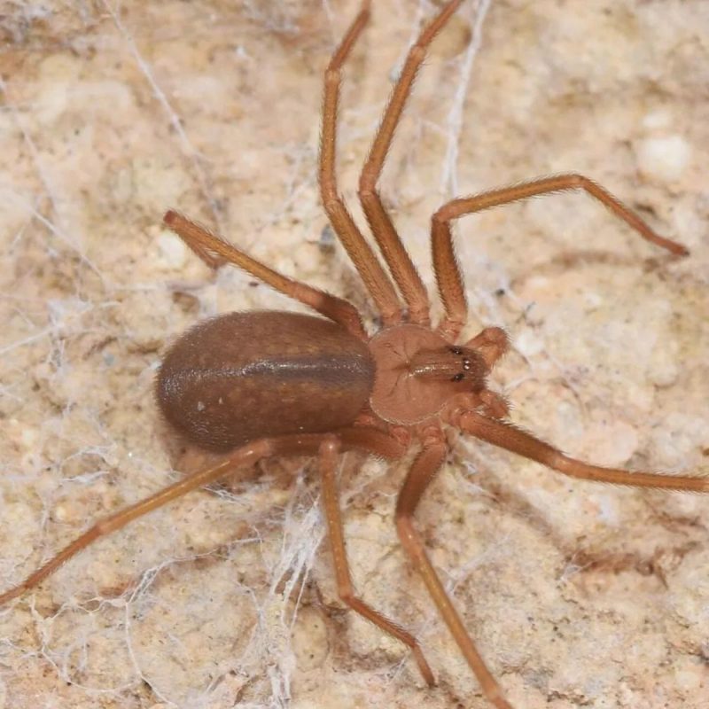 Aranha-violinista tem esse nome por conta de uma mancha no formato de um violino que os machos adultos possuem