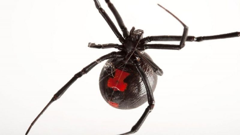 Aranha viúva-negra é noturna e frequentemente encontrada em grupos