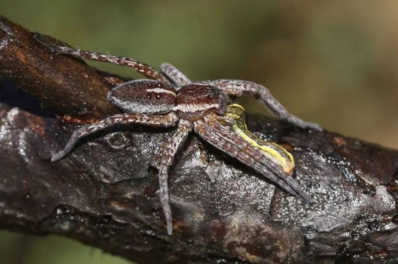 Fotografia mostra uma aranha gigante da espécie Dolomedes plantarius em um galho de árvore com uma lesma na boca 