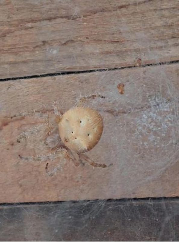 Apesar da aparência intimidante, a aranha-joia é completamente inofensiva para os humanos