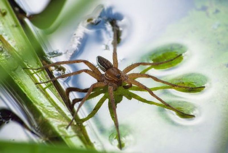 Fotografia mostra a habilidade das aranhas gigantes em andar sobre a água 