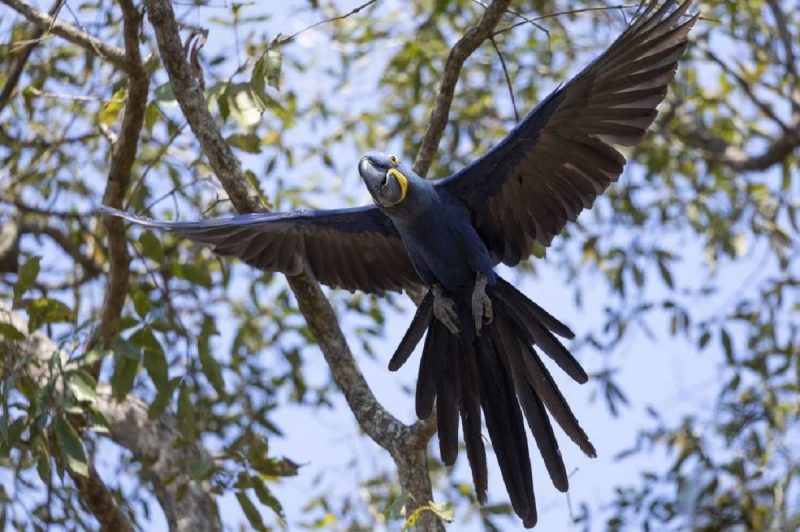 Arara-azul voando 