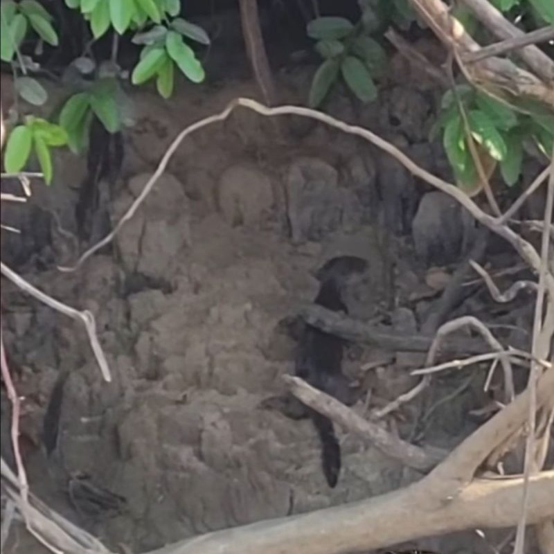 Filhote de ariranha escorreu e caiu do seu ninho