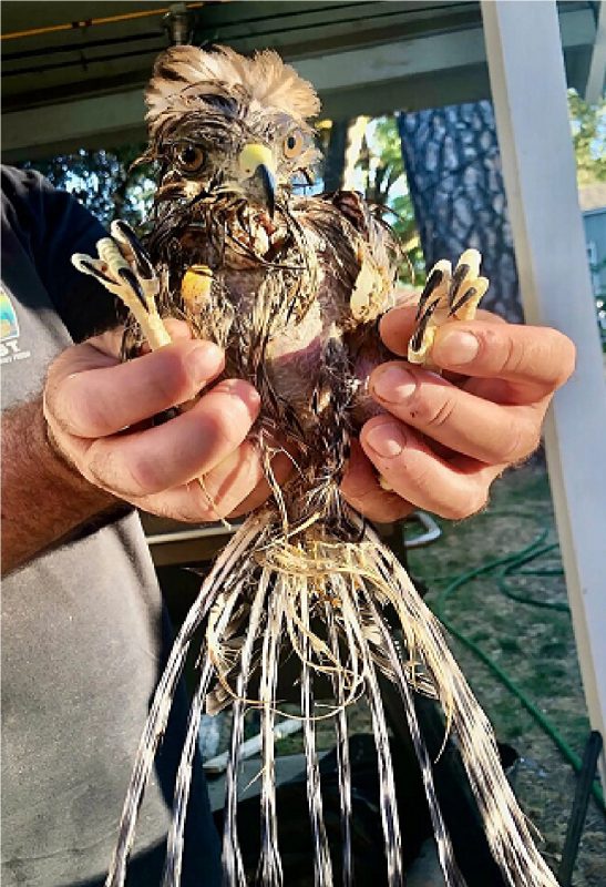Falcão todo molhado ao ser retirado de filtro de piscina 