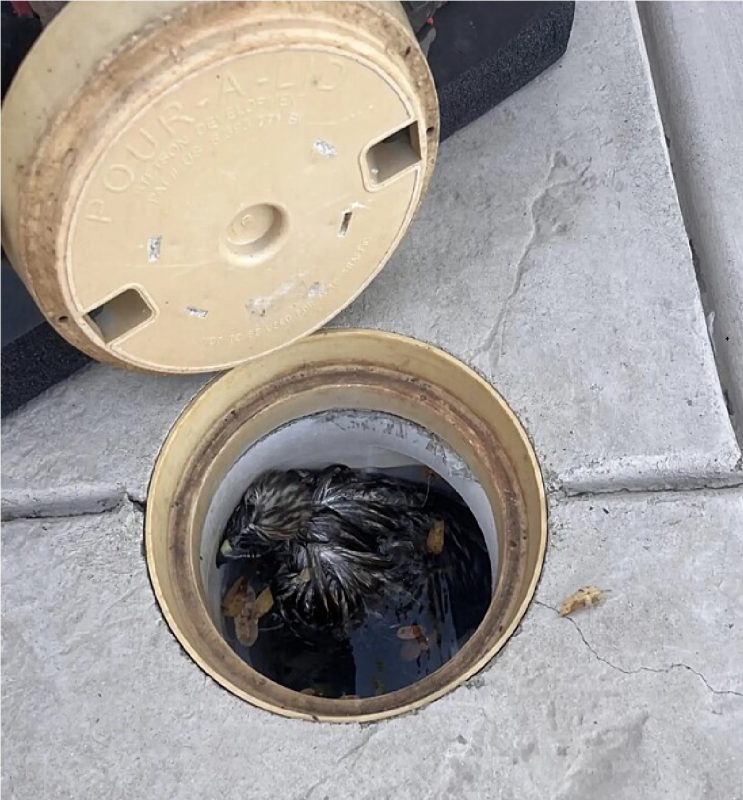 Falcão encolhido dentro de filtro de piscina 