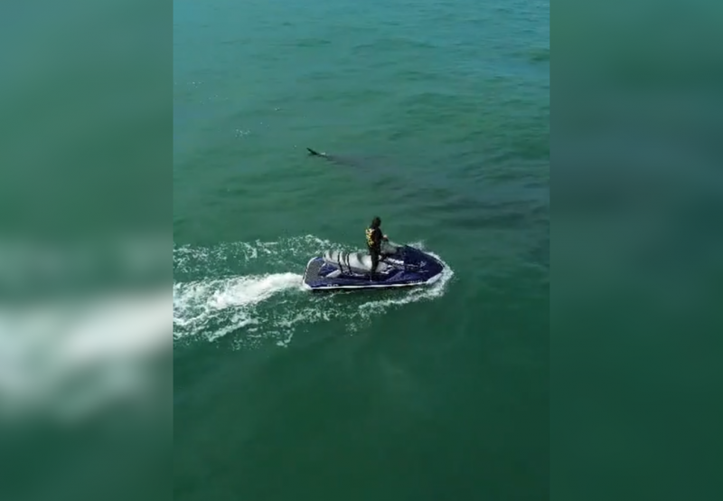 Vídeo mostra homens nas águas da Praia do Moçambique se aproximando com embarcações para perturbar baleias