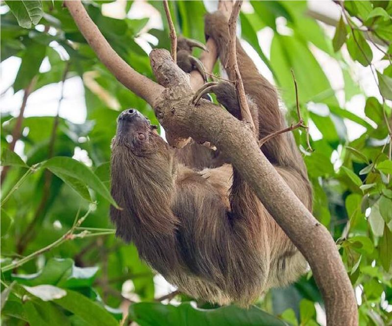 Bicho-preguiça em cima de árvore