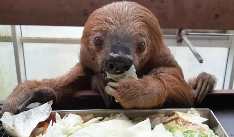 Bicho-preguiça se alimentando em zoo