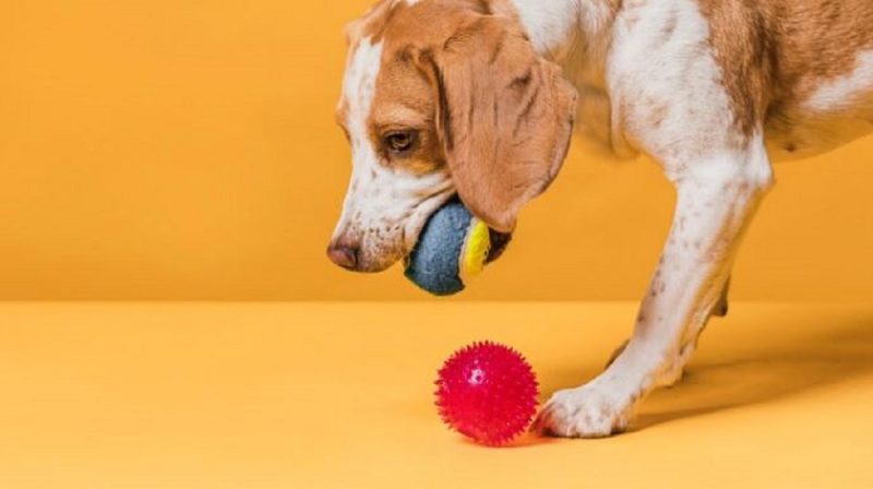 Bolas emitem sons aumentam ainda mais o interesse do pet