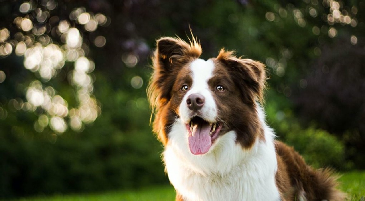 Border collie é uma raça de cão do tipo collie desenvolvida na região fronteiriça anglo-escocesa da Grã-Bretanha para o trabalho de pastorear ovelhas. - Freepik/Reprodução/ND