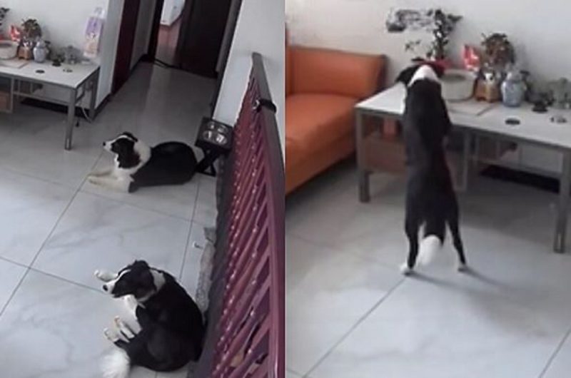 Montagem onde mostra na esquerda os dois Border Collies sentados na sala e na direita um cão roubando o lanche do tutor 