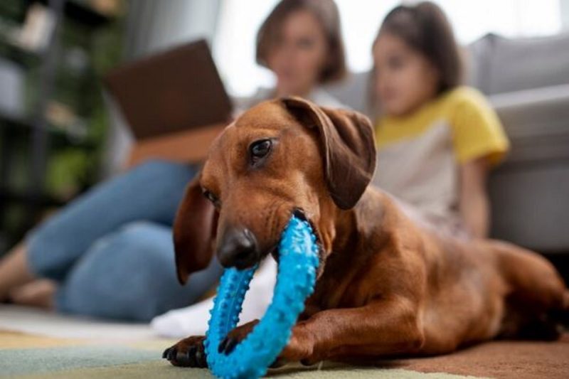 Cachorro mordendo brinquedo na sala de casa