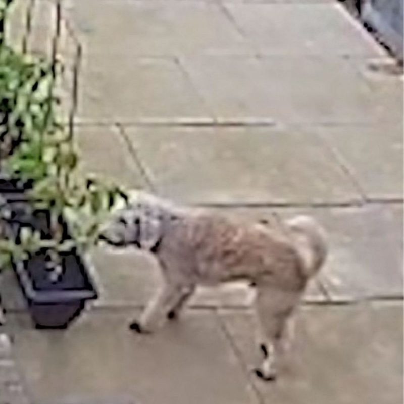 Ele devorou os tomates enquanto seu tutor n&atilde;o estava olhando – Foto: Divulgado na Internet/Reprodu&ccedil;&atilde;o/ND