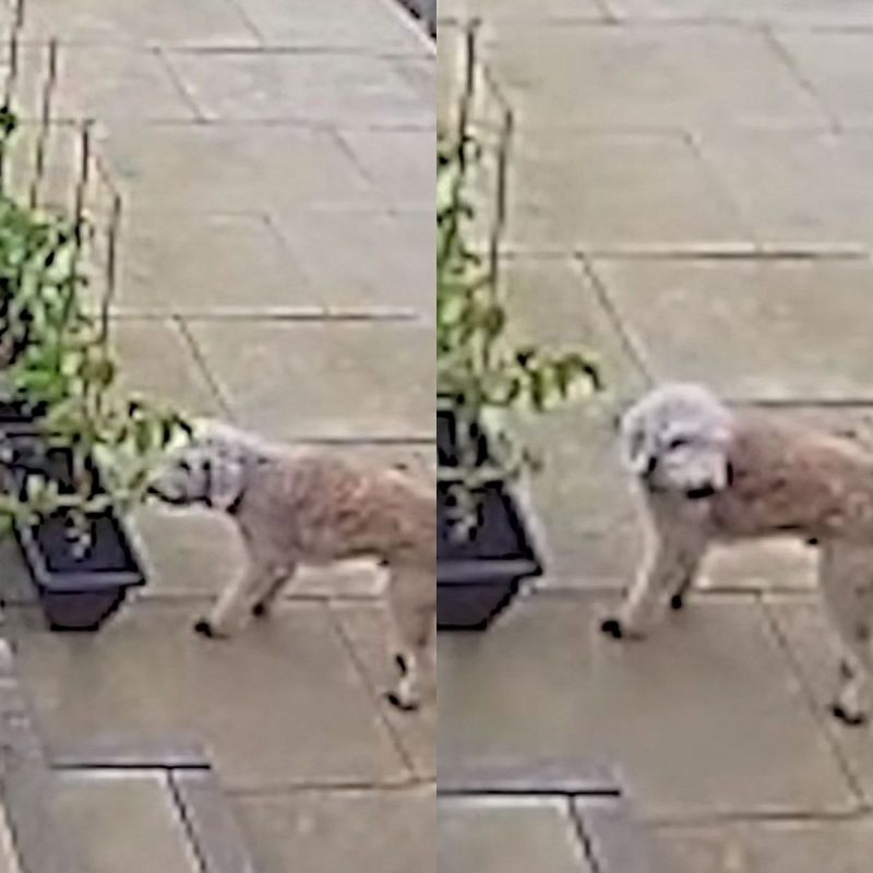 Cachorro espera o tutor não olhar para devorar horta