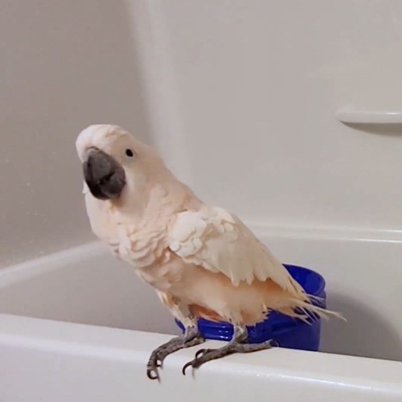 Cacatua tomando banho