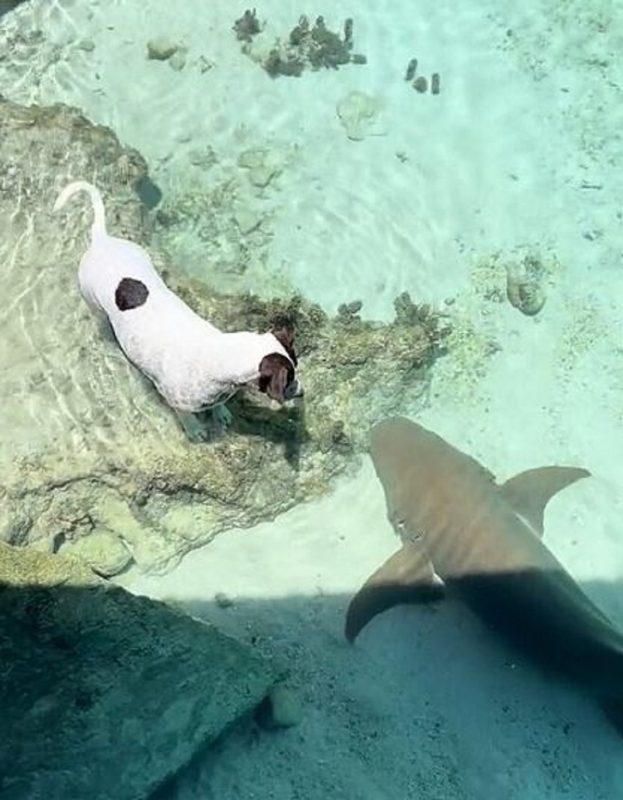 Fotografia mostra Lili, uma cachorra que tem o melhor amigo tubarão em um lago