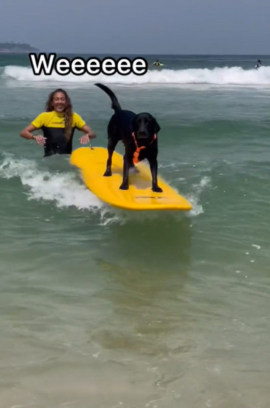 Cachorra surfando em prancha foi comparada ao Medina 