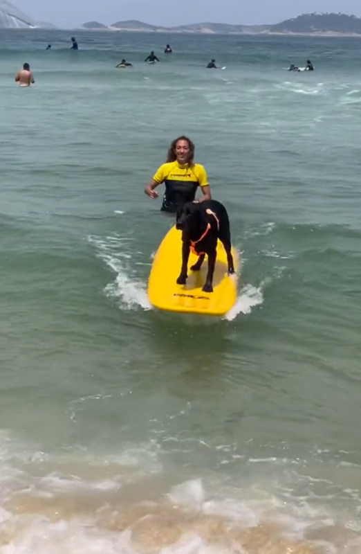 Cachorra comparada a Medina surfando