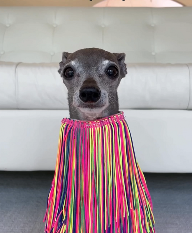 Cachorra Tika sentada Cachorra Tika sentada com seu look