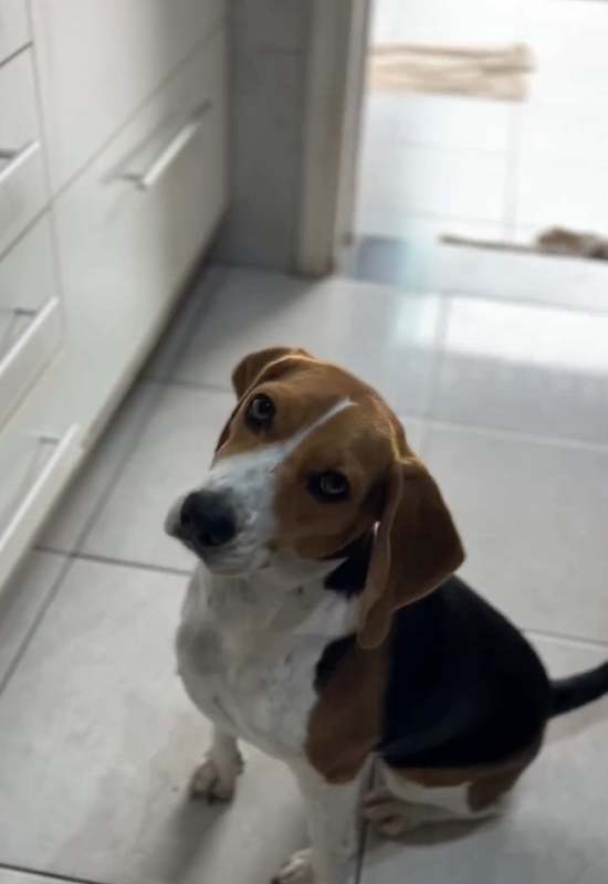 Cachorra sentada olhando para o tutor