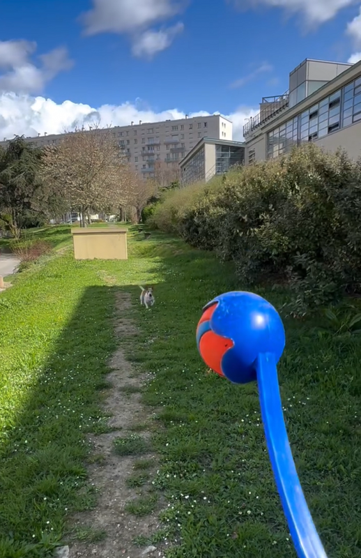 Tutora e pet brincando de arremessar bolinha