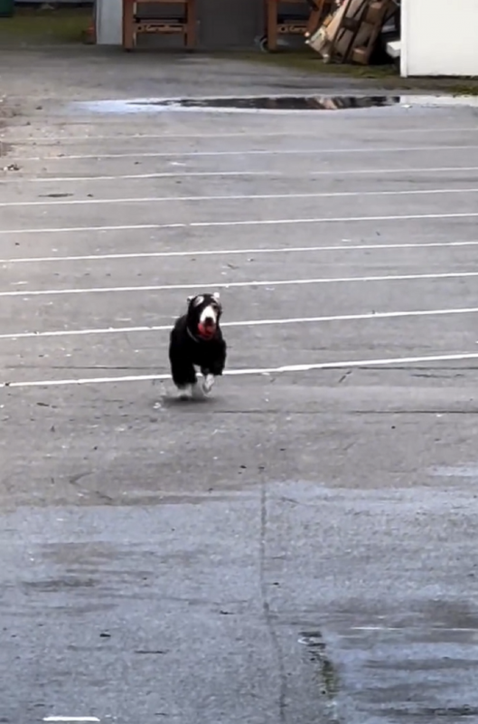 Cachorro correndo com sua bolinha na boca