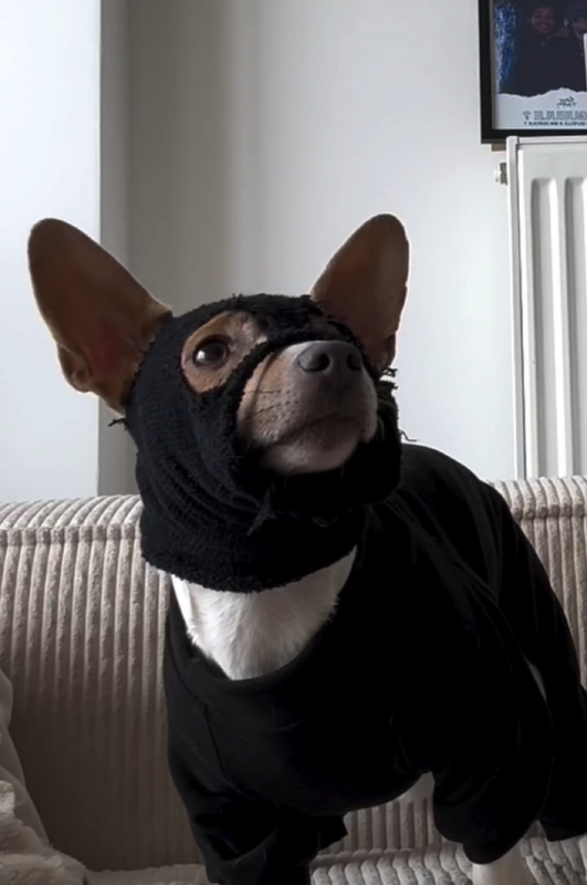 Monday vestindo seu disfarce 