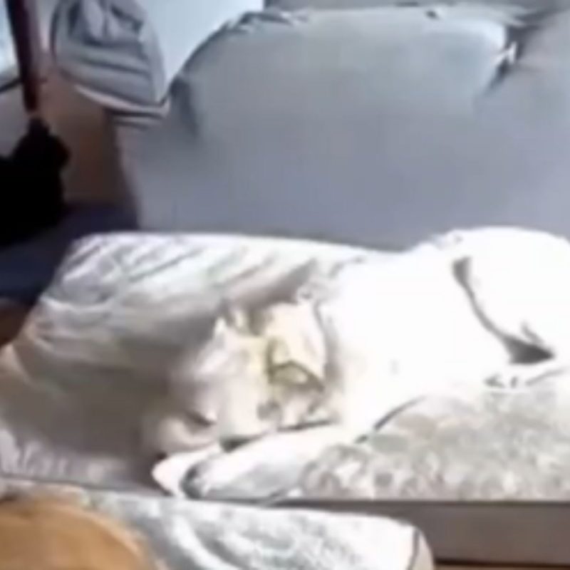 Com o cachorro roendo o carregador portátil, causou um curto e a casa pegou fogo