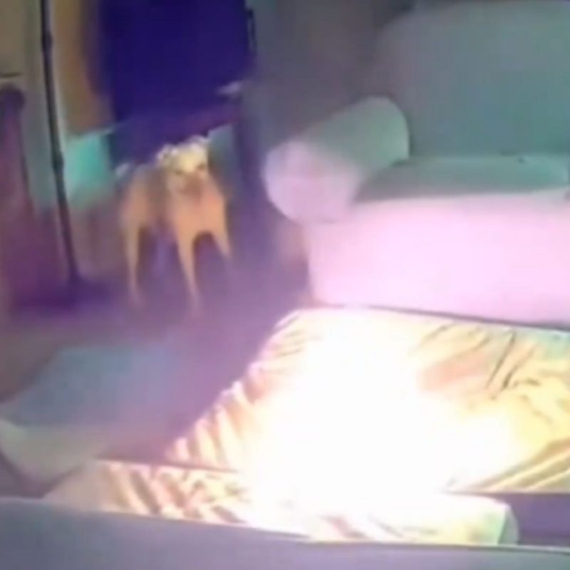 Cachorro mordia um carregador portátil quando se assustou com explosão 