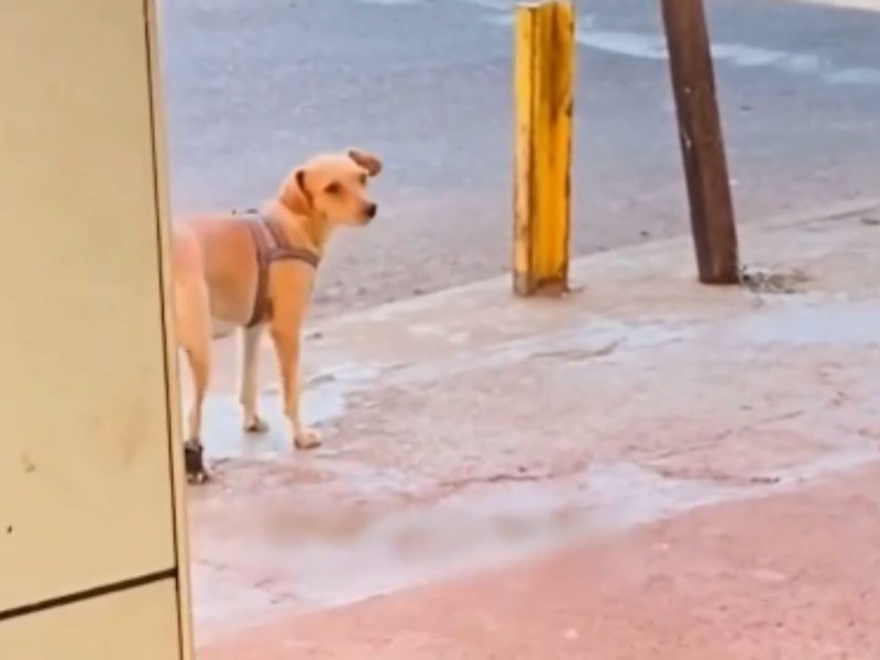 cachorro com tornozeleira eletrônica na pata