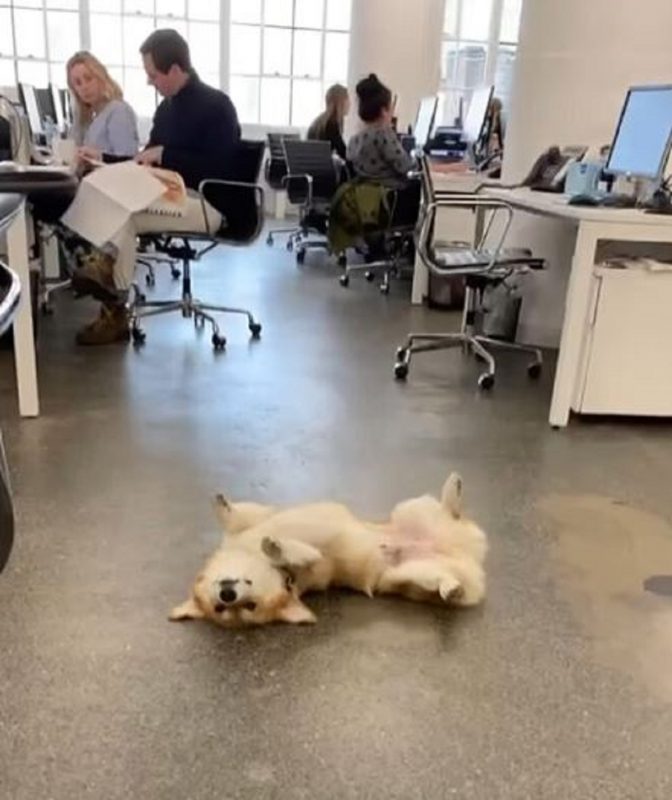 Cachorro deitado no chão no meio do escritório Conhecido como Dash, um cachorro da raça Corgi deixou os internautas intrigados com a rotina em um escritório