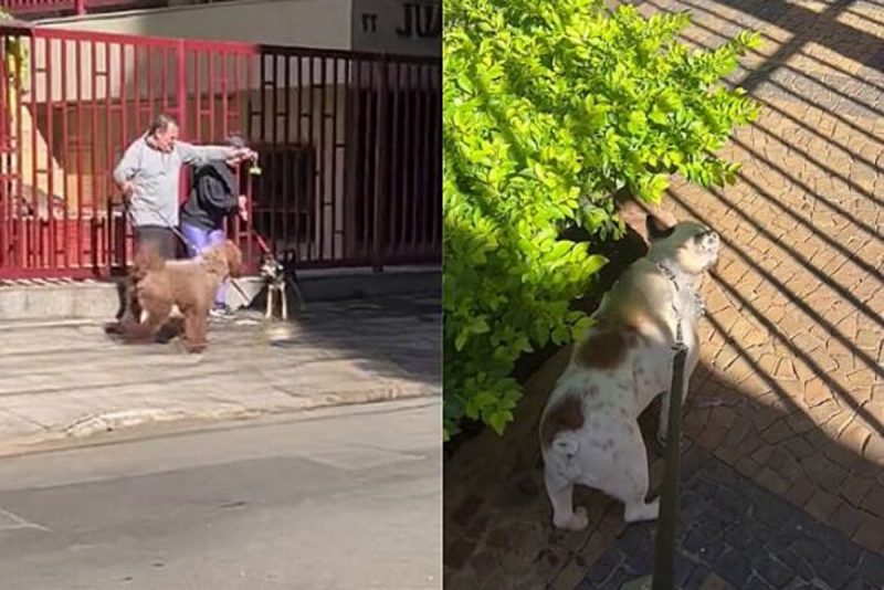 Buldogue Francês ganhou apelide de cachorro fofoqueiro após espiar outros cães brigarem 