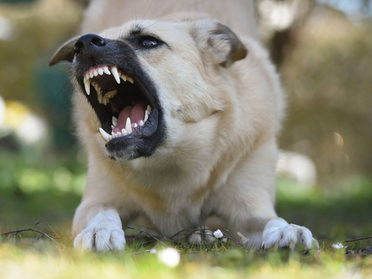 Cachorro com raiva latindo
