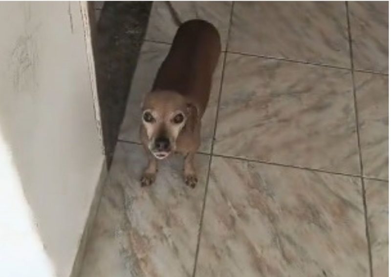 Pitico, cachorro cheio de energia