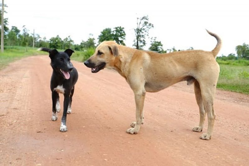 Dois pets sem raças de cachorros definida em uma estrada de barro